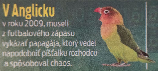 papagaj vykazany z ihriska